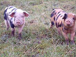 Rare Breed Pigs